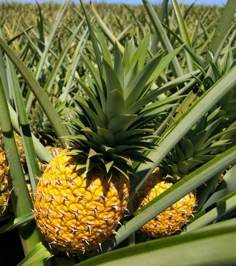 pineapple